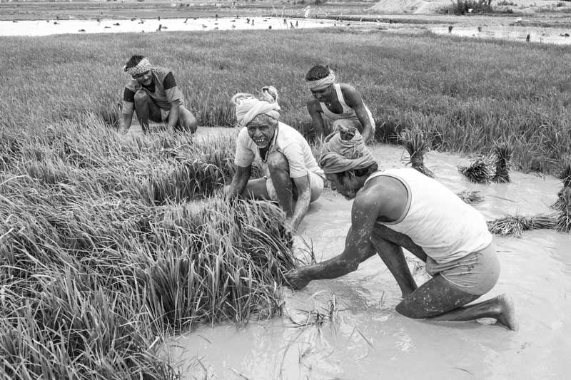 Men and Water Needs from Gender Perspective - Uprooting paddy seedlings for transplantation in Munger district, Bihar
